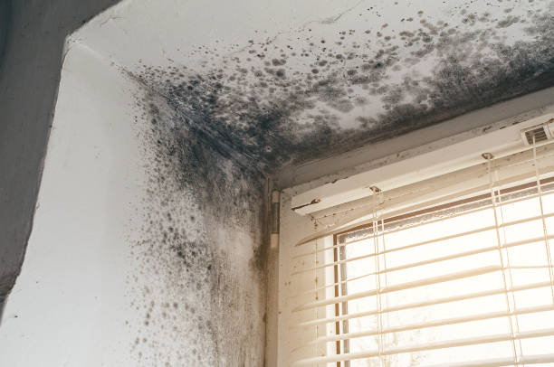 Affordable Commercial Mold Remediation solutions in Preston, TX